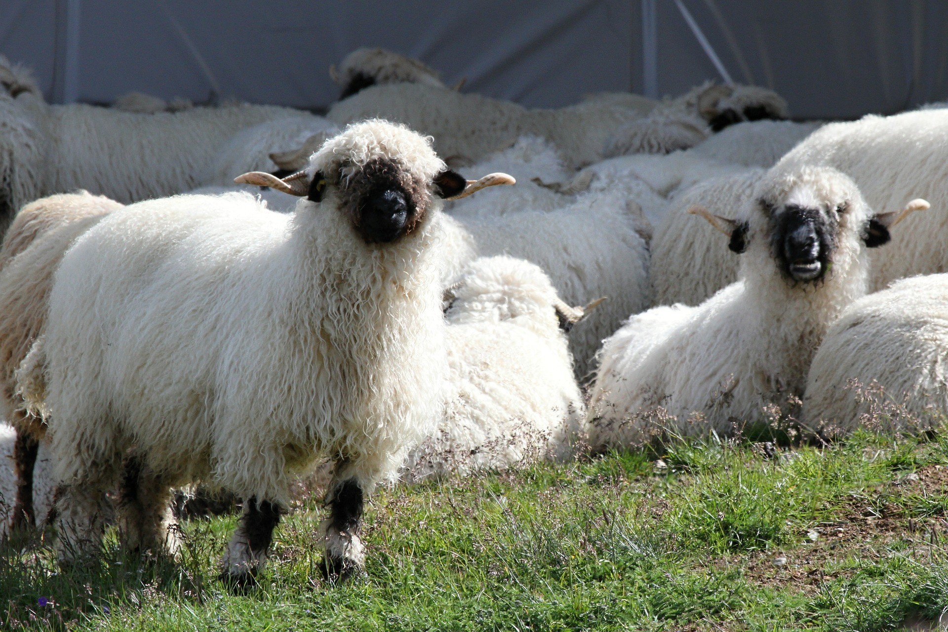 Dämmung mit Schafwolle: Vorsicht vor schwarzen Schafen