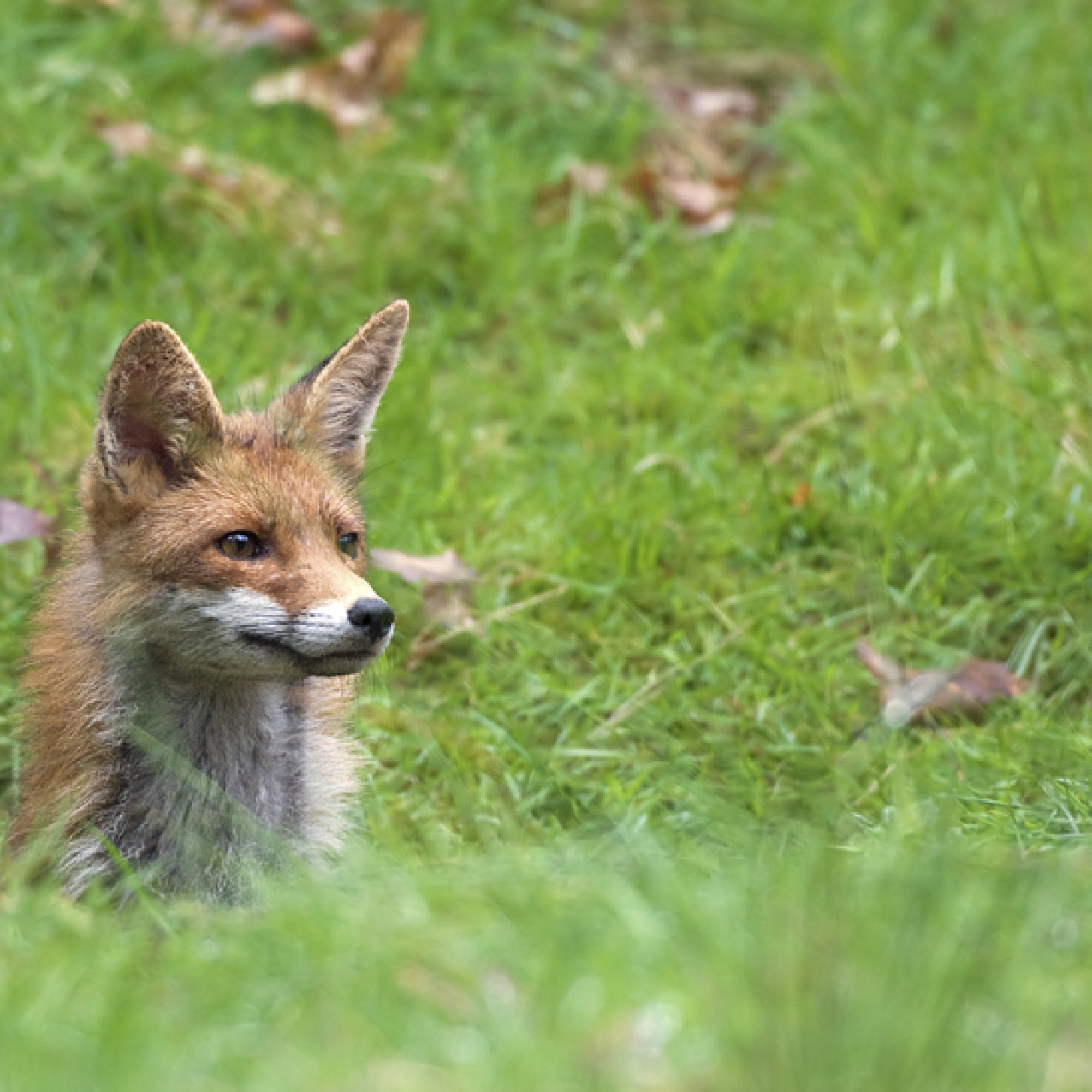 Rotfuchs in freier Wildbahn (Bild: wikimedia)