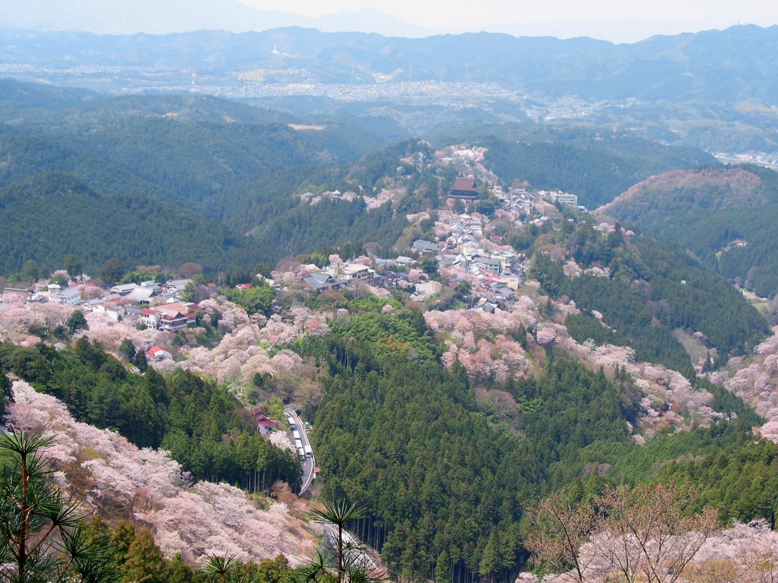 Kirschbäume in Region Yoshino