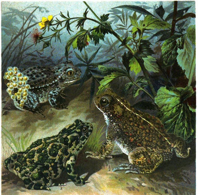 Wechselkröte, Kreuzkröte und Glögglifrosch (Illustration)