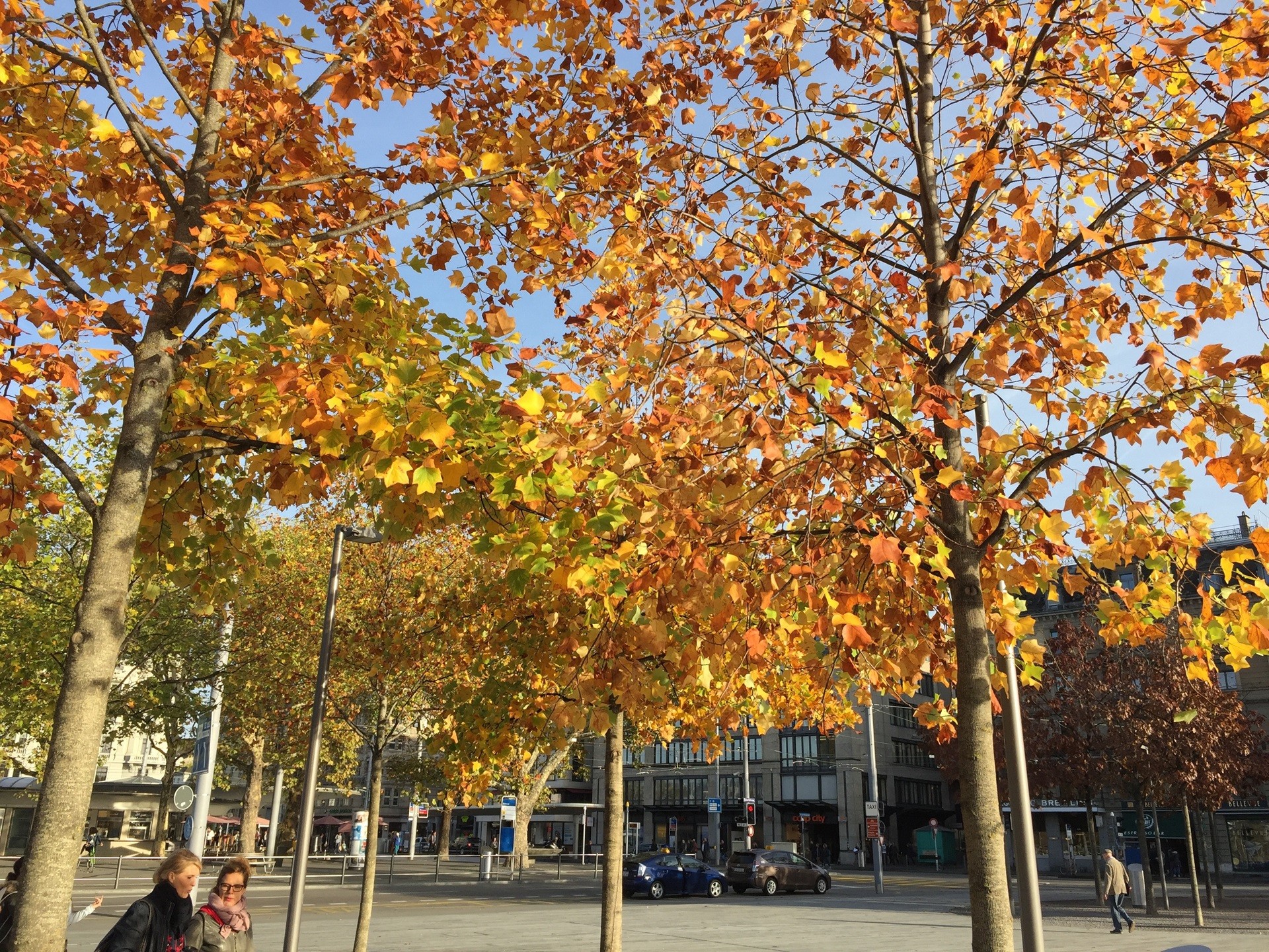 Bäume auf dem Sechseläutenplatz