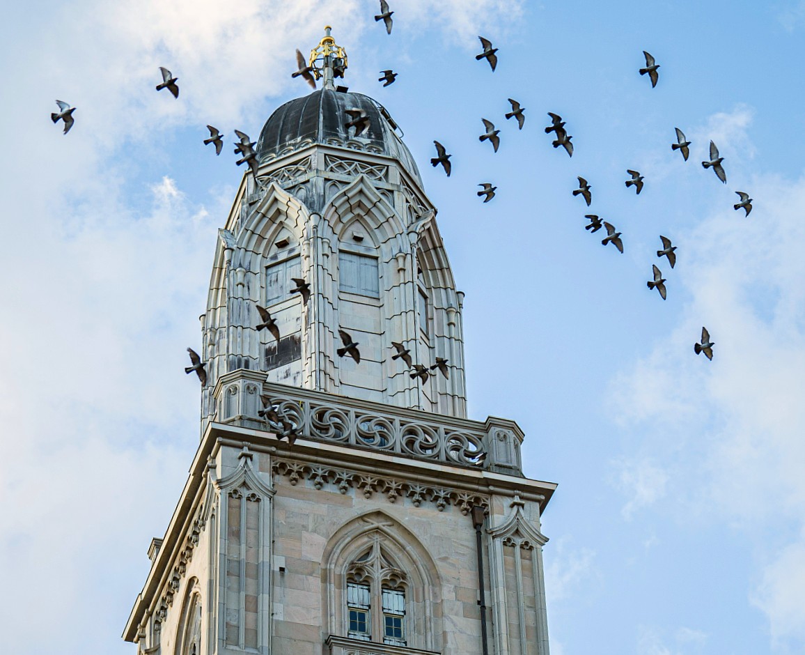 Grossmünsterturm mit Vögeln