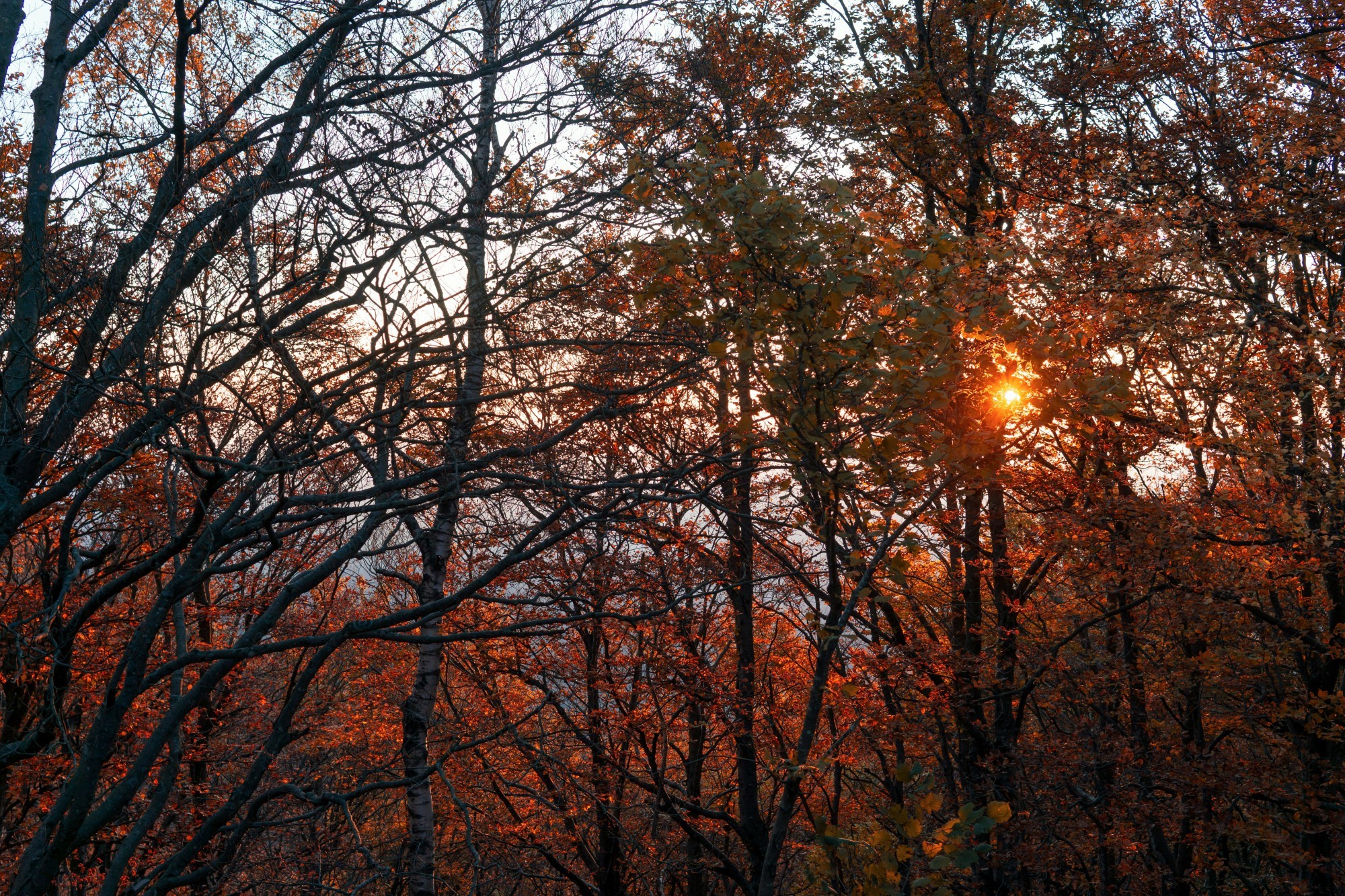 Sonne im Herbstwald.