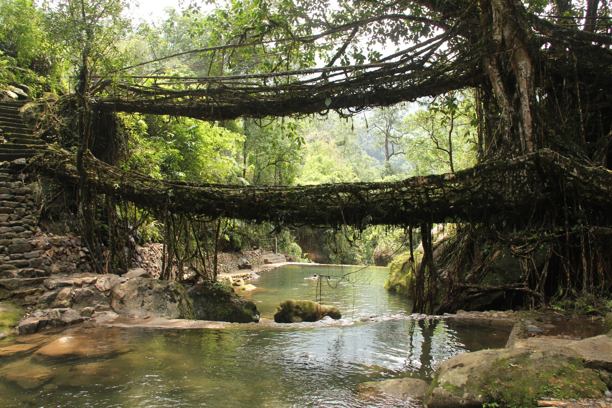 Lebende Brücken der Khasi in Indien.