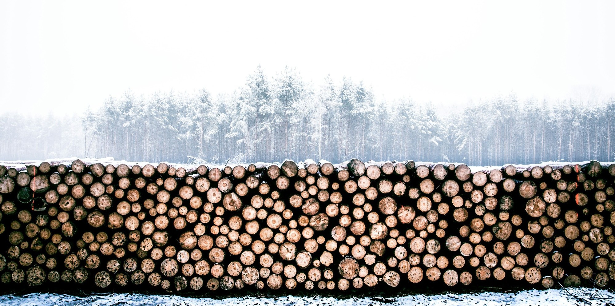 Aufgeschichtete Baumstämme im Winter