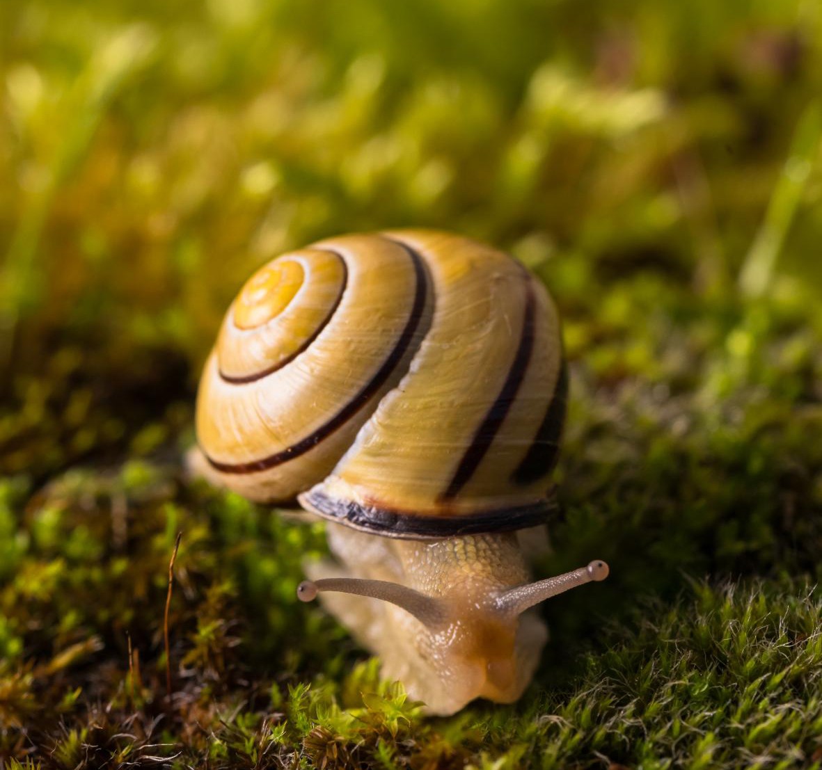 Hain-Schnirkelschnecke auf Moos.