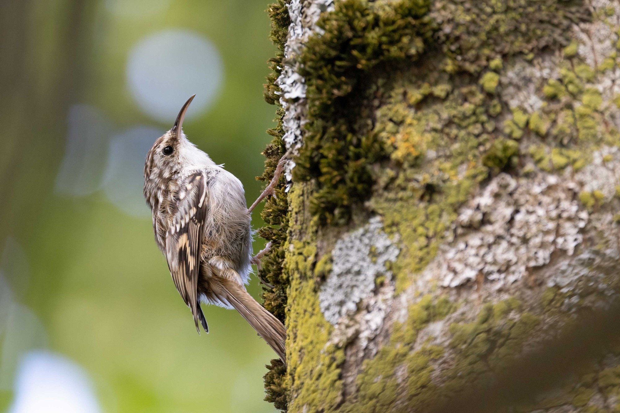 Gartenbaumläufer Birdlife Stunde der Wintervögel