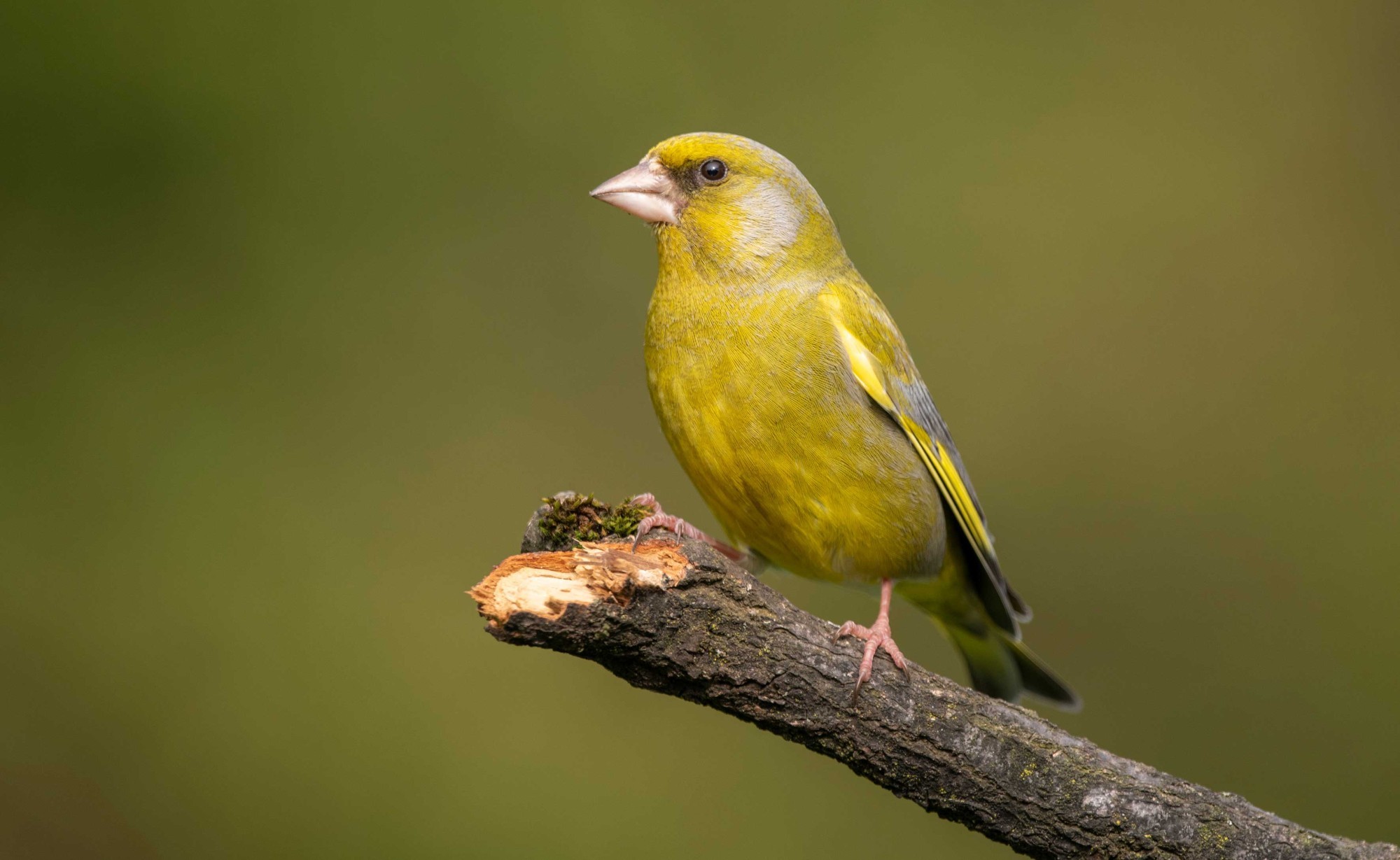 Grünfink Birdlife Stunde der Wintervögel