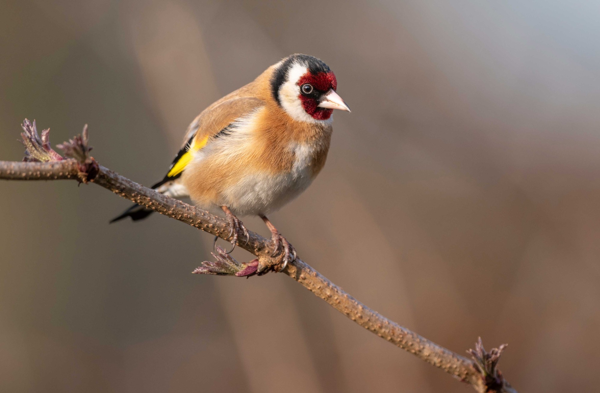 Stieglitz Distelfink Birdlife Stunde der Wintervögel