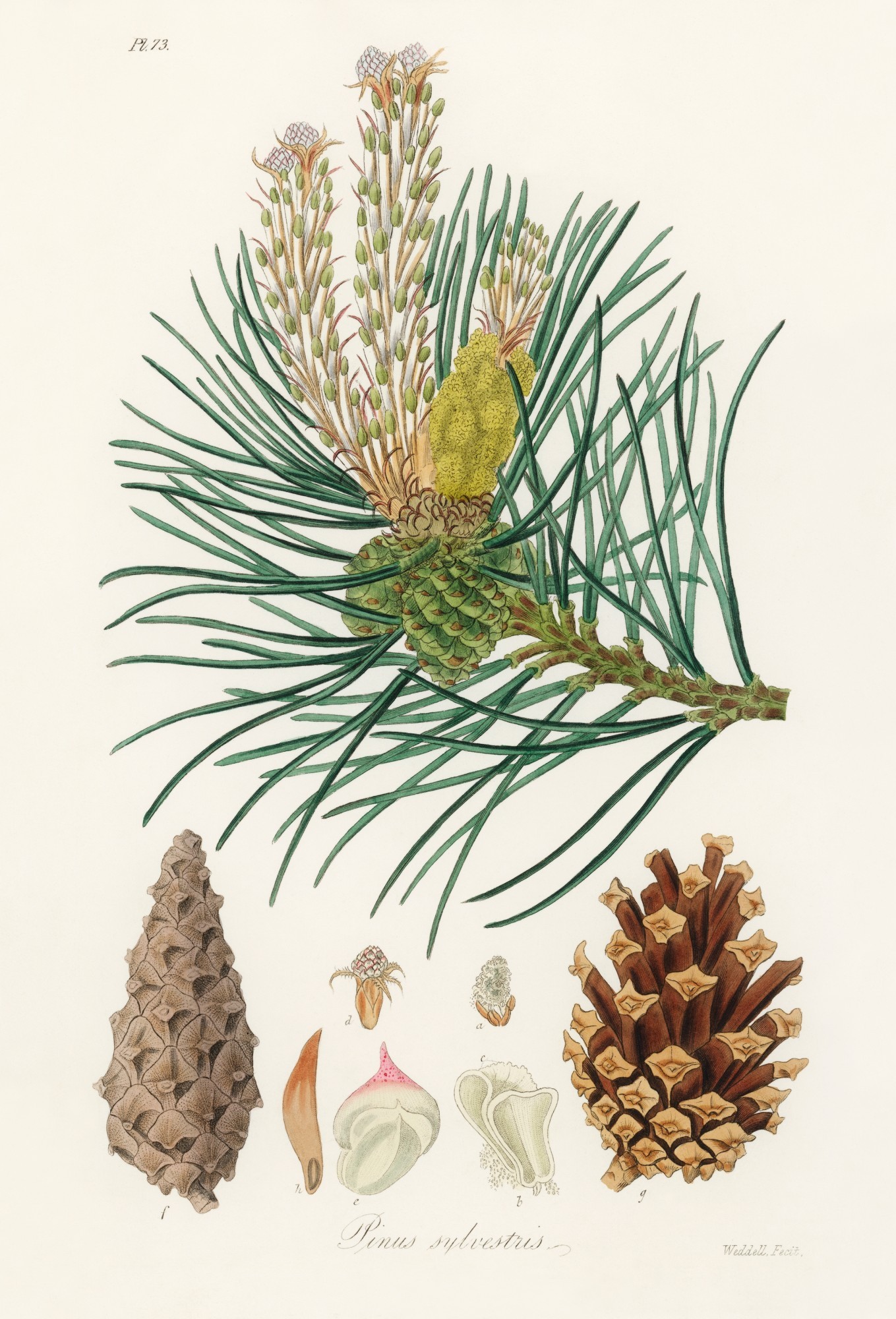 Illustration aus Medical Botany (1836) von John Stephenson und James Morss Churchill