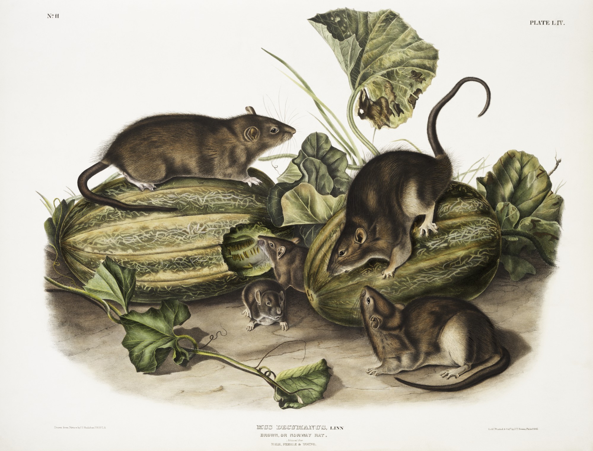 Ratten mit Melonen (Illustration)