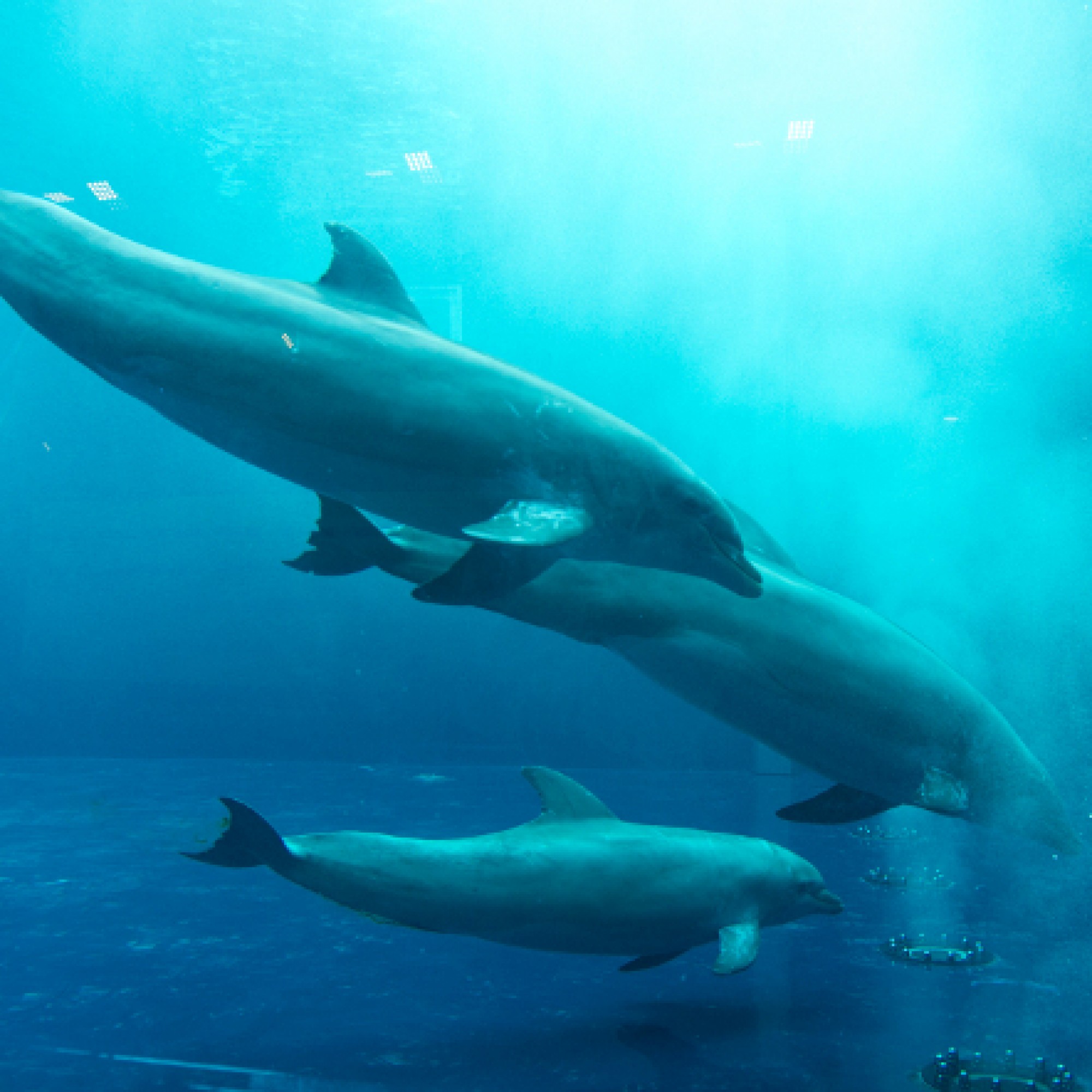 Delfine im neuen Wal-Aquarium von Renzo Piano im Hafenbecken von Genua. (Bild: zvg)