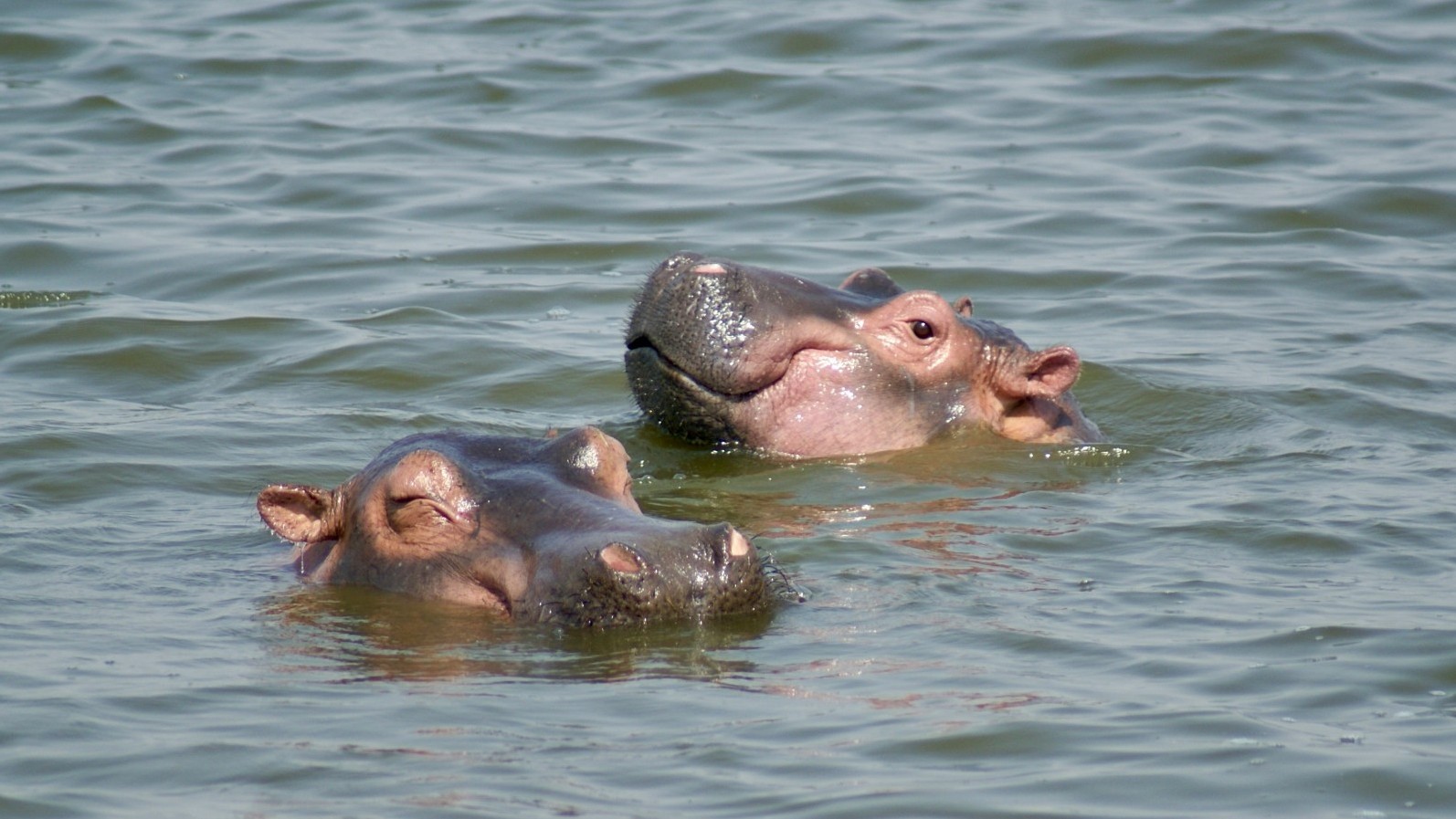 Flusspferde im Wasser