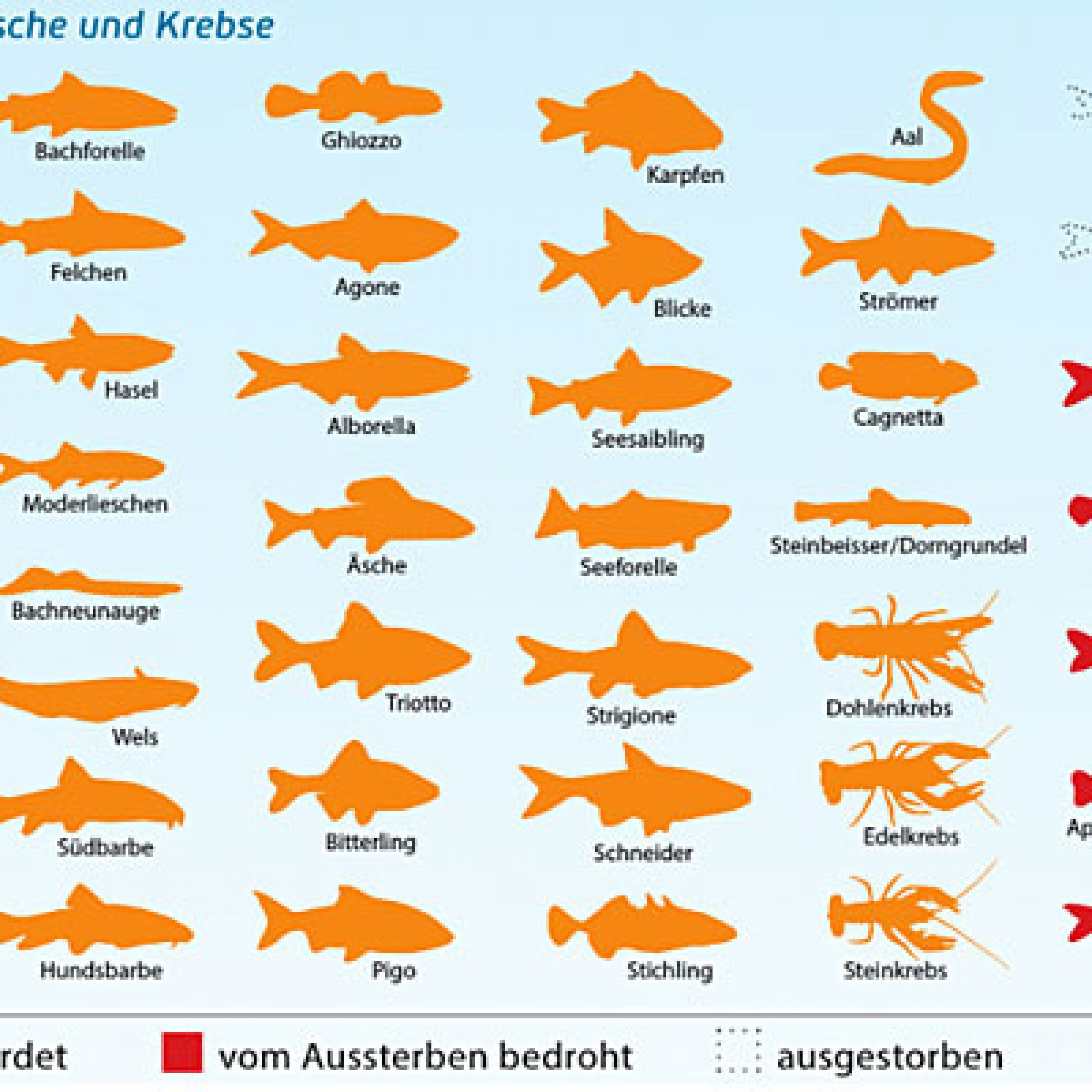 Bedrohte Fischfauna der Schweiz (Bild: zvg)