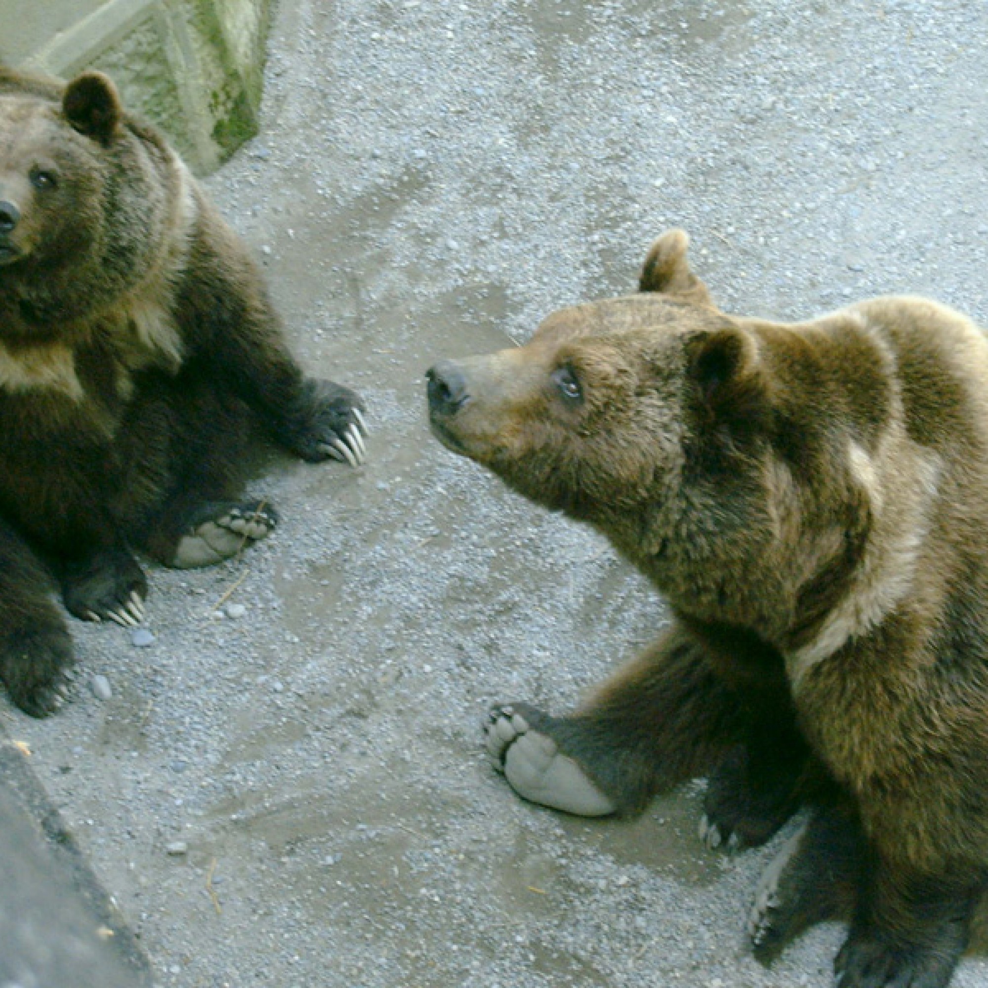 Berner Bären (wikimedia.org, Krls, CC)