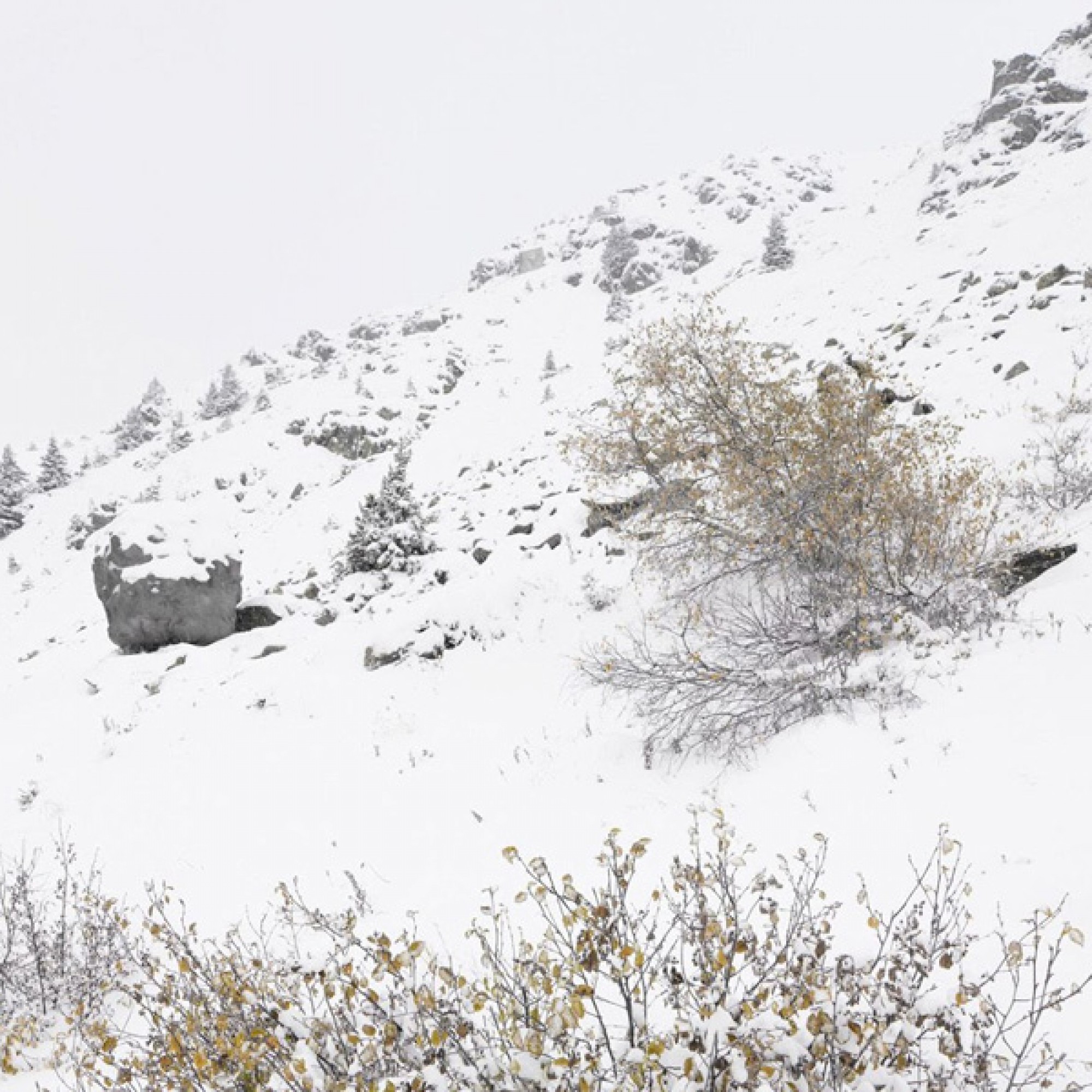 Antoine, Verbier (Quelle: Dylan Perrenoud, Bureau A)