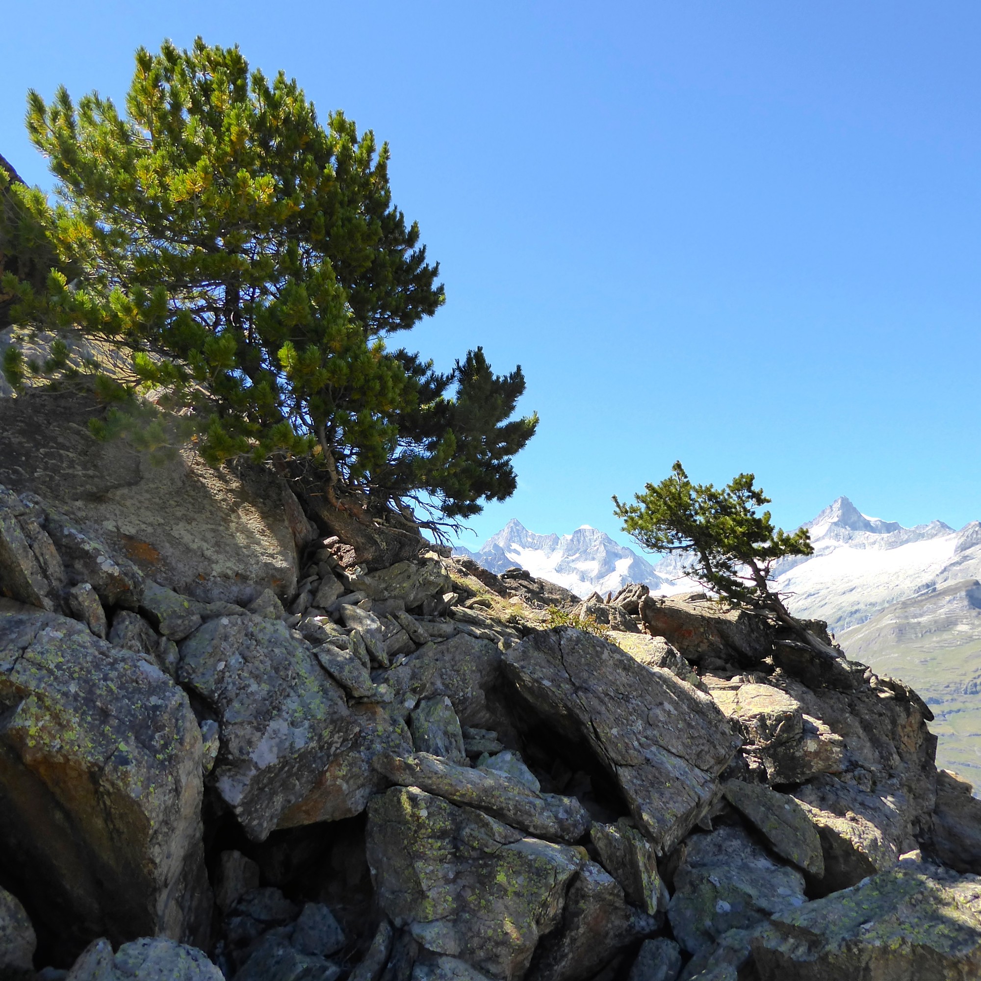 Diese beiden Arven stehen auf 2520 m über Meer und haben 1.30 m über dem Boden einen Stammdurchmesser von 29 und 22 cm. Die durchschnittlichen Jahrringbreiten im Gebiet lassen auf ein Alter von über 300 Jahren schliessen. (Urs-Beat Brändli / WSL) 