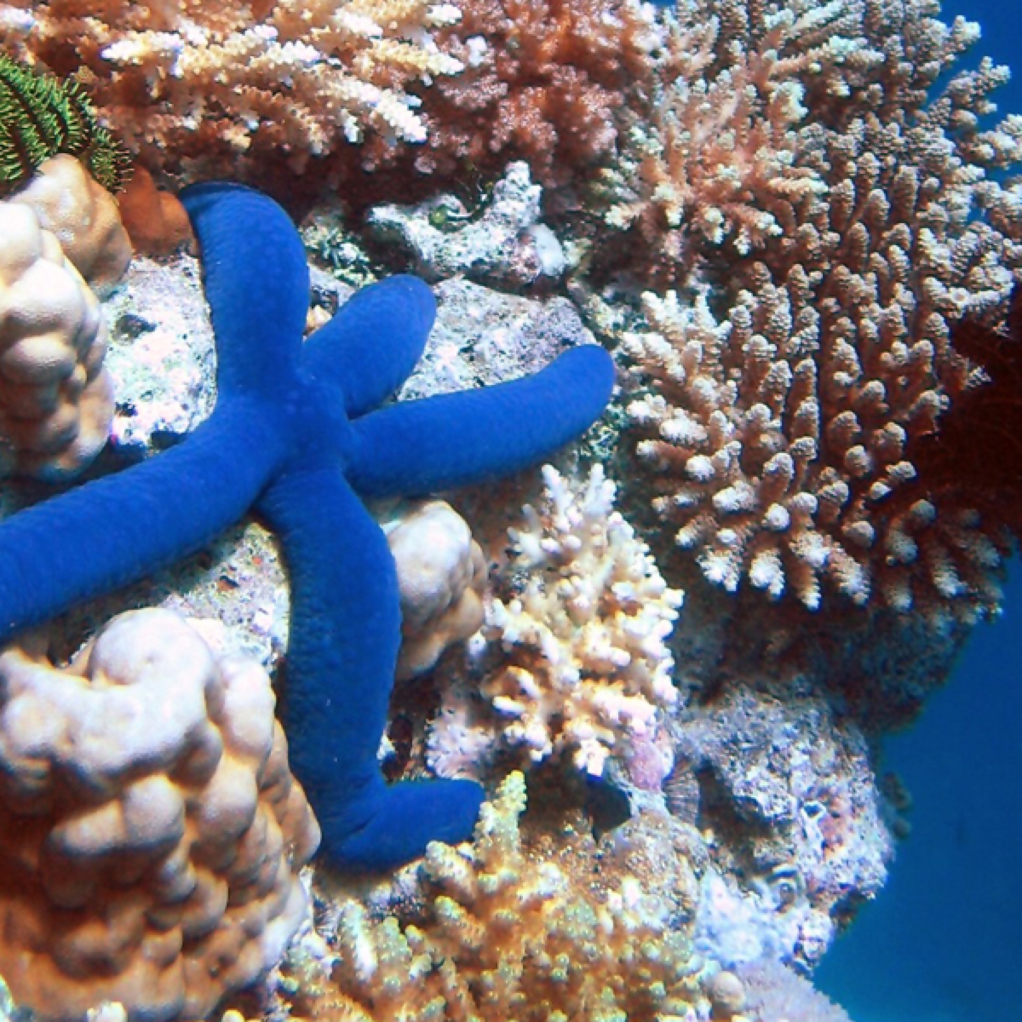 Über 400 Korallen-, 1500 Fisch-, 4.000 Mollusken-und 240 Vogelarten sind im Great Barrier Reef heimisch. (Foto: Richard Lin, Wikimedia Commons)  