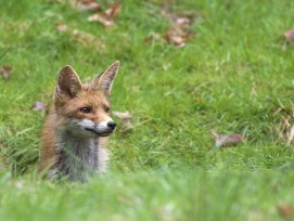 Rotfuchs in freier Wildbahn (Bild: wikimedia)