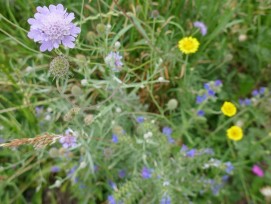 Blumenwiese