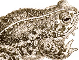 Kreuzkröte (Illustration)