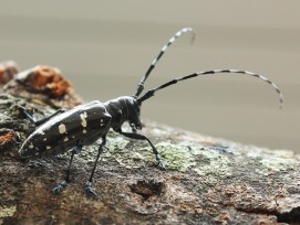 Asiatische Laubholzbockkäfer