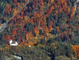 Wald bei Flums