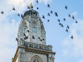 Grossmünsterturm mit Vögeln