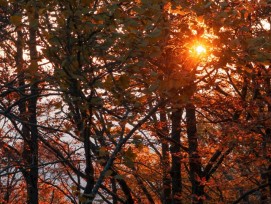 Sonne im Herbstwald.