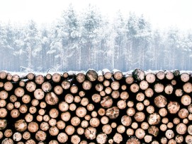 Aufgeschichtete Baumstämme im Winter