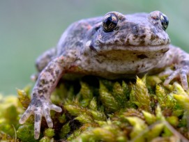 Der Glögglifrosch war 2013 von Pro Natura zum Tier des Jahres erklärt worden. (Felix Reimann, wikimedia.org, CC)