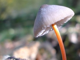 Gelbmilchender Helmling auf einem Ast.