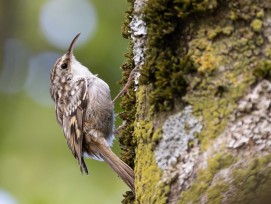 Gartenbaumläufer Birdlife Stunde der Wintervögel