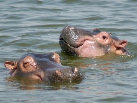 Flusspferde im Wasser