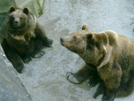 Berner Bären (wikimedia.org, Krls, CC)