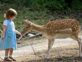 RIchtiges Bambi statt Plüschtier: In Sarnen entsteht aus Platz- und Geldmangel ein reiner Waldkindergarten.