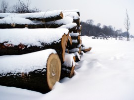 Stapel von Baumstämmen im Winter.