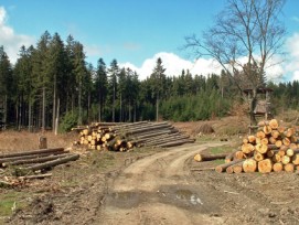 Forstarbeiten im Wald