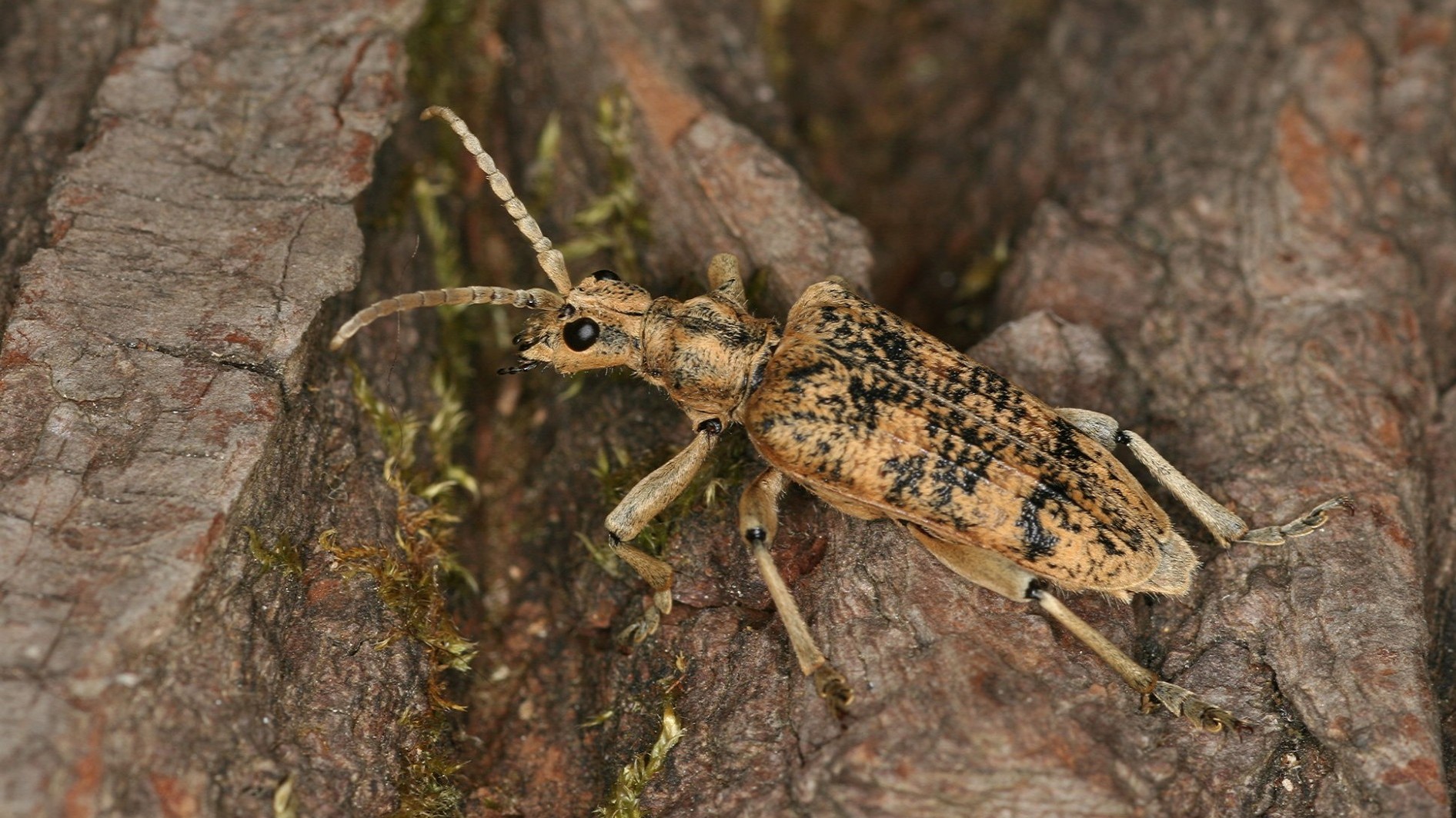 Grosser Zangenbock (Rhagium sycophanta)